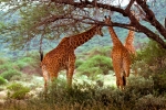 Girafes a Kenya. Foto realitzada per Víctor Bautista. Llicència CC Reconeixement-NoComercial-CompartirIgual